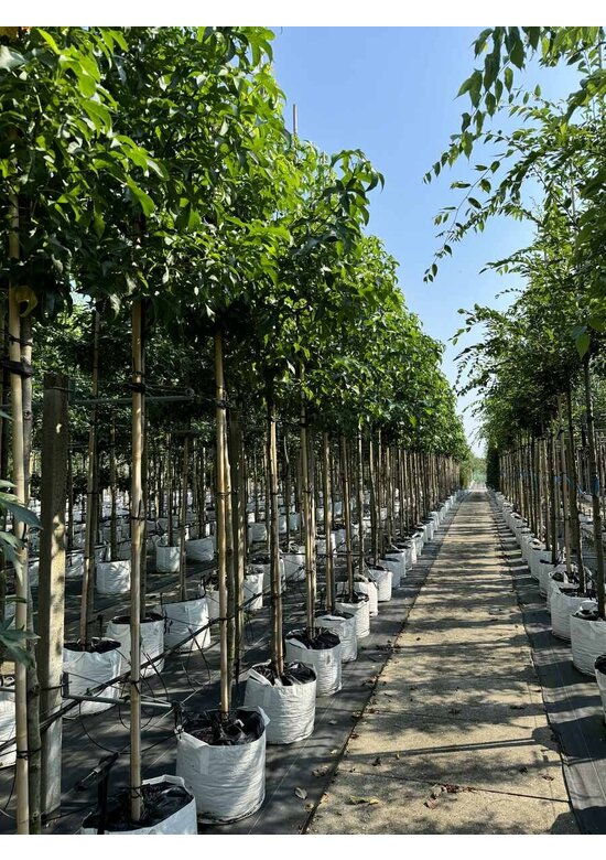 Amerikanischer Amberbaum | Liquidambar styraciflua