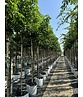 Amerikanischer Amberbaum | Liquidambar styraciflua