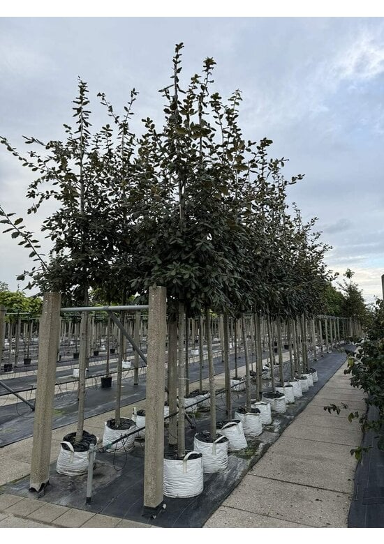 Eiche ‘White House Farm’ | Quercus crassifolia ‘White House Farm’