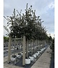 Eiche ‘White House Farm’ | Quercus crassifolia ‘White House Farm’
