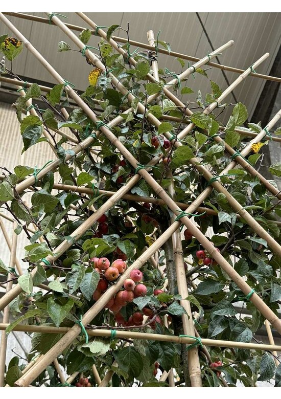 Zierapfel 'Evereste' - Spalierbaum | Malus 'Evereste'