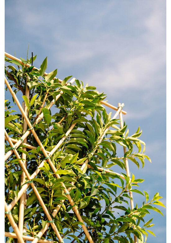 Portugiesischer Kirschlorbeer Spalier | Prunus lusitanica Portugiesischer Kirschlorbeer Spalier | Prunus lusitanica