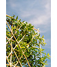 Portugiesischer Kirschlorbeer Spalier | Prunus lusitanica Portugiesischer Kirschlorbeer Spalier | Prunus lusitanica