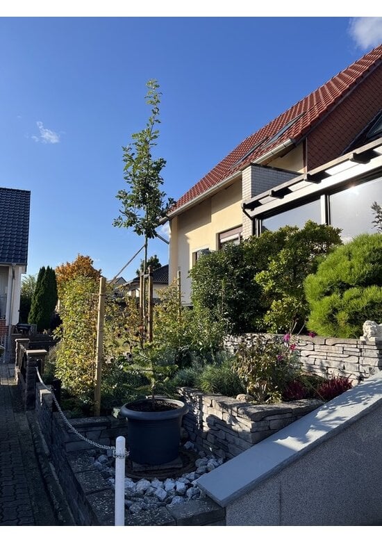 Trauben-Eiche - Winter-Eiche | Quercus petraea