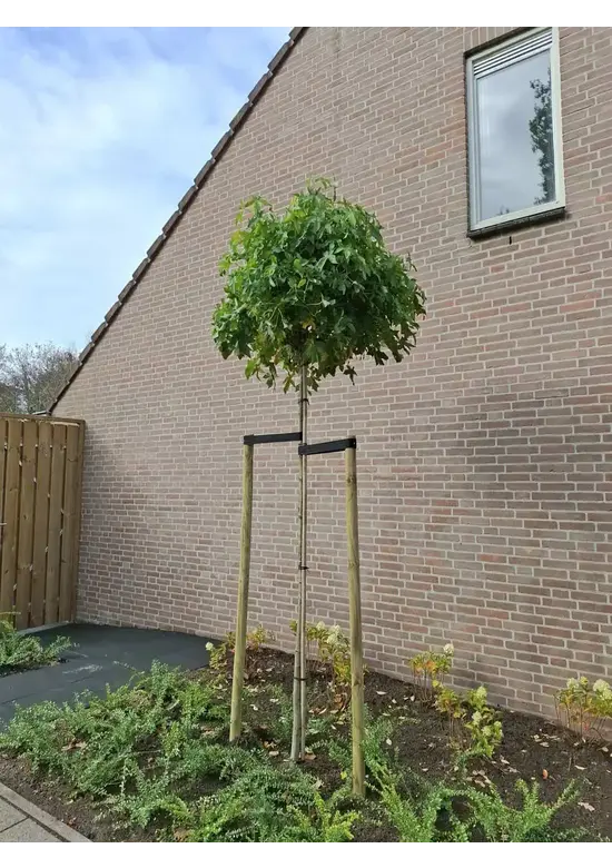 Kugelamberbaum  | Liquidambar styraciflua 'Gumball'