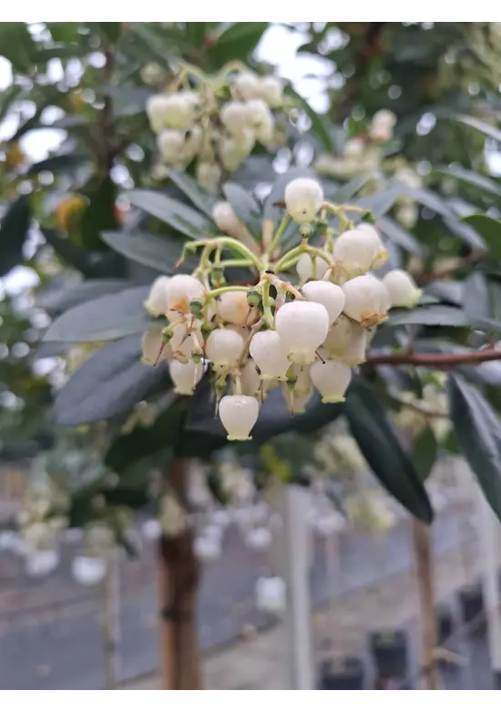 Erdbeerbaum | Arbutus unedo