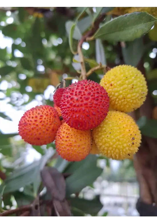 Erdbeerbaum | Arbutus unedo