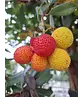 Erdbeerbaum | Arbutus unedo