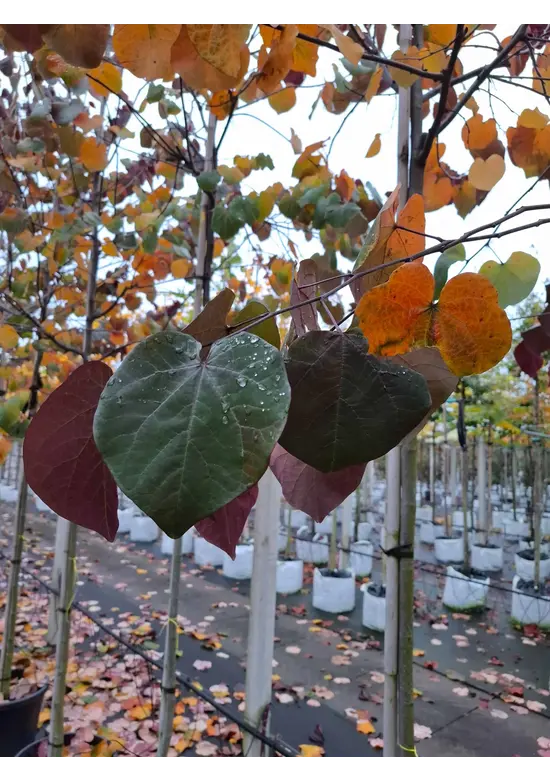 Judasbaum 'Forest Pansy' Hochstamm | Cercis canadensis 'Forest Pansy'
