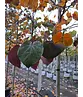 Judasbaum 'Forest Pansy' Hochstamm | Cercis canadensis 'Forest Pansy'