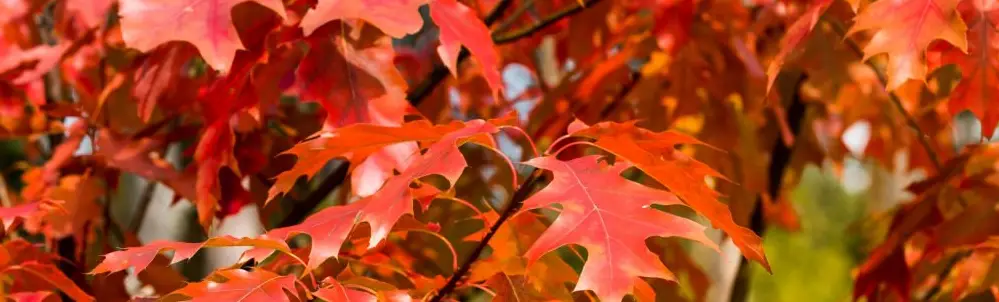 Roteiche herbstfarben