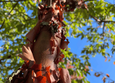 Bäume mit dekorativer Rinde