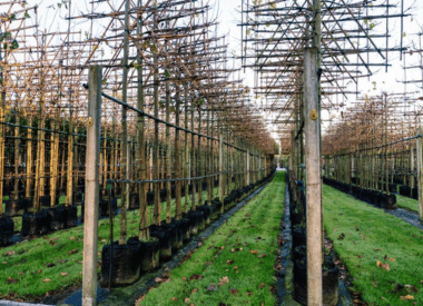 Laubabwerfende Spalierbäume