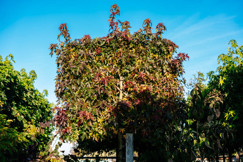 Spalierbäume mit Herbstfarben