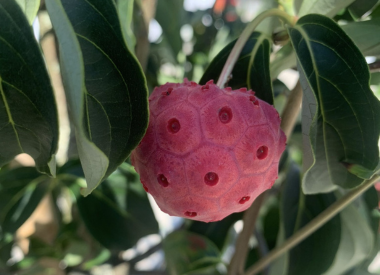 Bäume mit Zierfrüchten | Farbenpracht für Ihren Garten Bäume mit Zierfrüchten | Farbenpracht für Ihren Garten