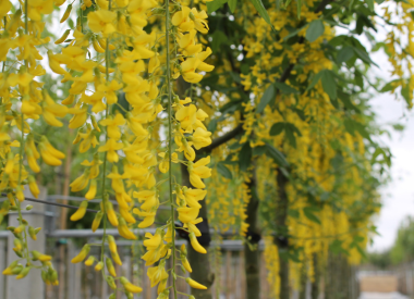 Bäume mit gelbe Blüten