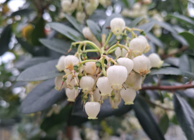 Herbstblühende Bäume