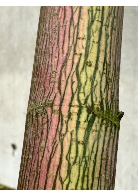 Kolchischer Blut-Ahorn 'Rubrum' | Acer cappadocicum 'Rubrum' Kolchischer Blut-Ahorn 'Rubrum' | Acer cappadocicum 'Rubrum'