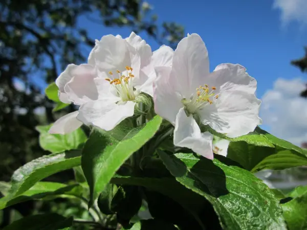Apfelbaum Jonagold