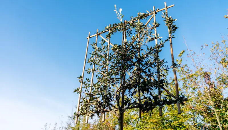 Stammhöhe Spalierbaum