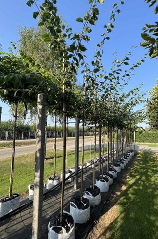 Pflaumenbaum | Prunus domestica 'Mirabelle de Nancy'