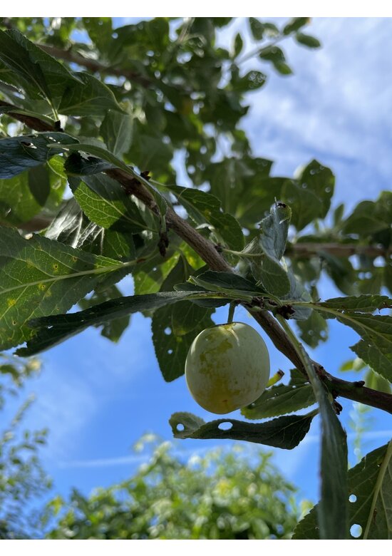 Pflaumenbaum | Prunus domestica 'Mirabelle de Nancy'