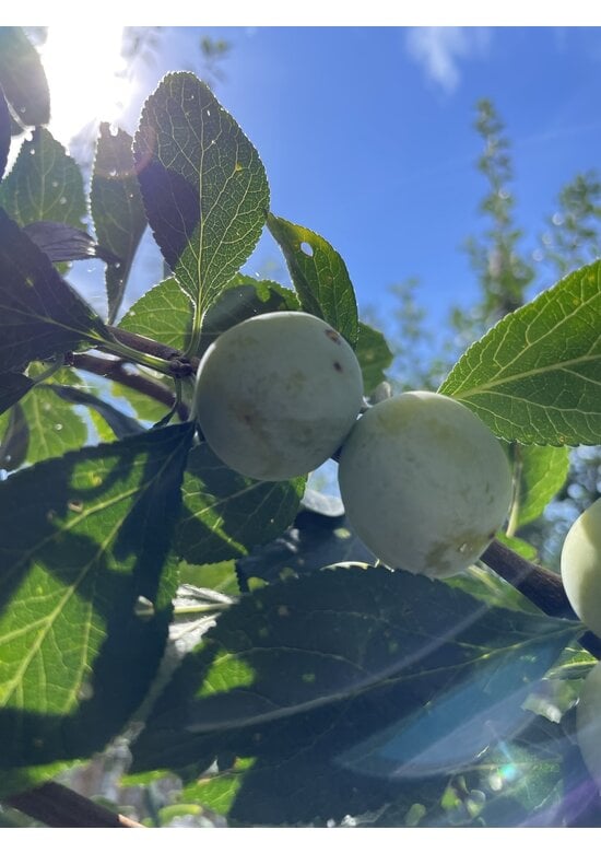 Pflaumenbaum | Prunus domestica 'Mirabelle de Nancy'