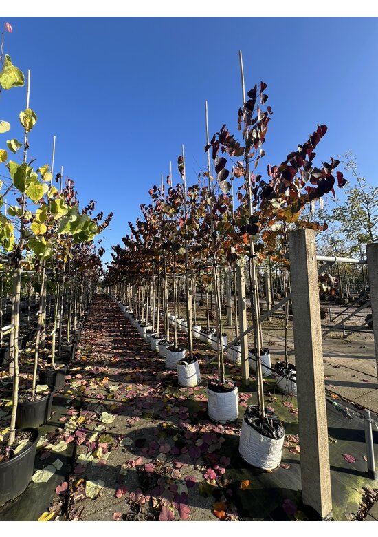 Kanadischer Judasbaum 'Merlot' | Cercis canadensis 'Merlot'