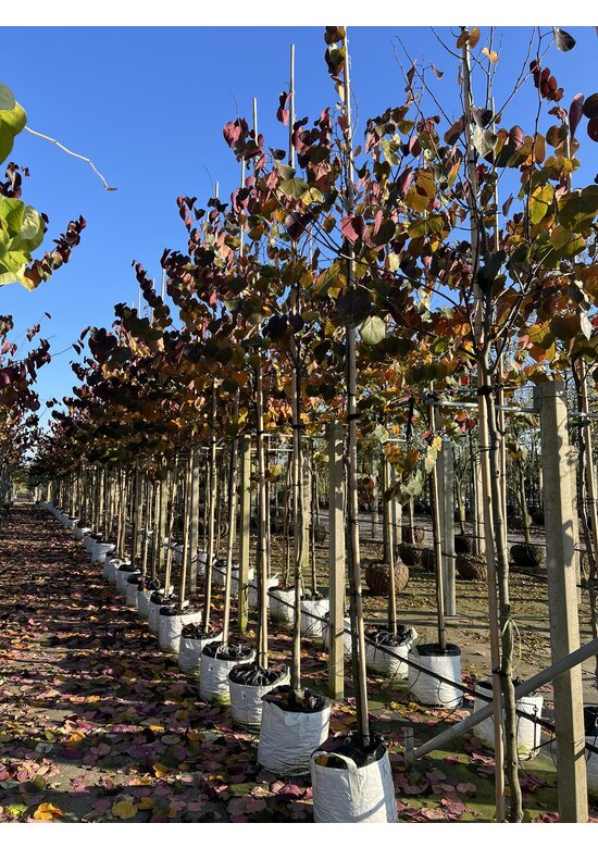 Kanadischer Judasbaum 'Merlot' | Cercis canadensis 'Merlot'