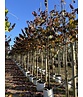 Kanadischer Judasbaum 'Merlot' | Cercis canadensis 'Merlot'