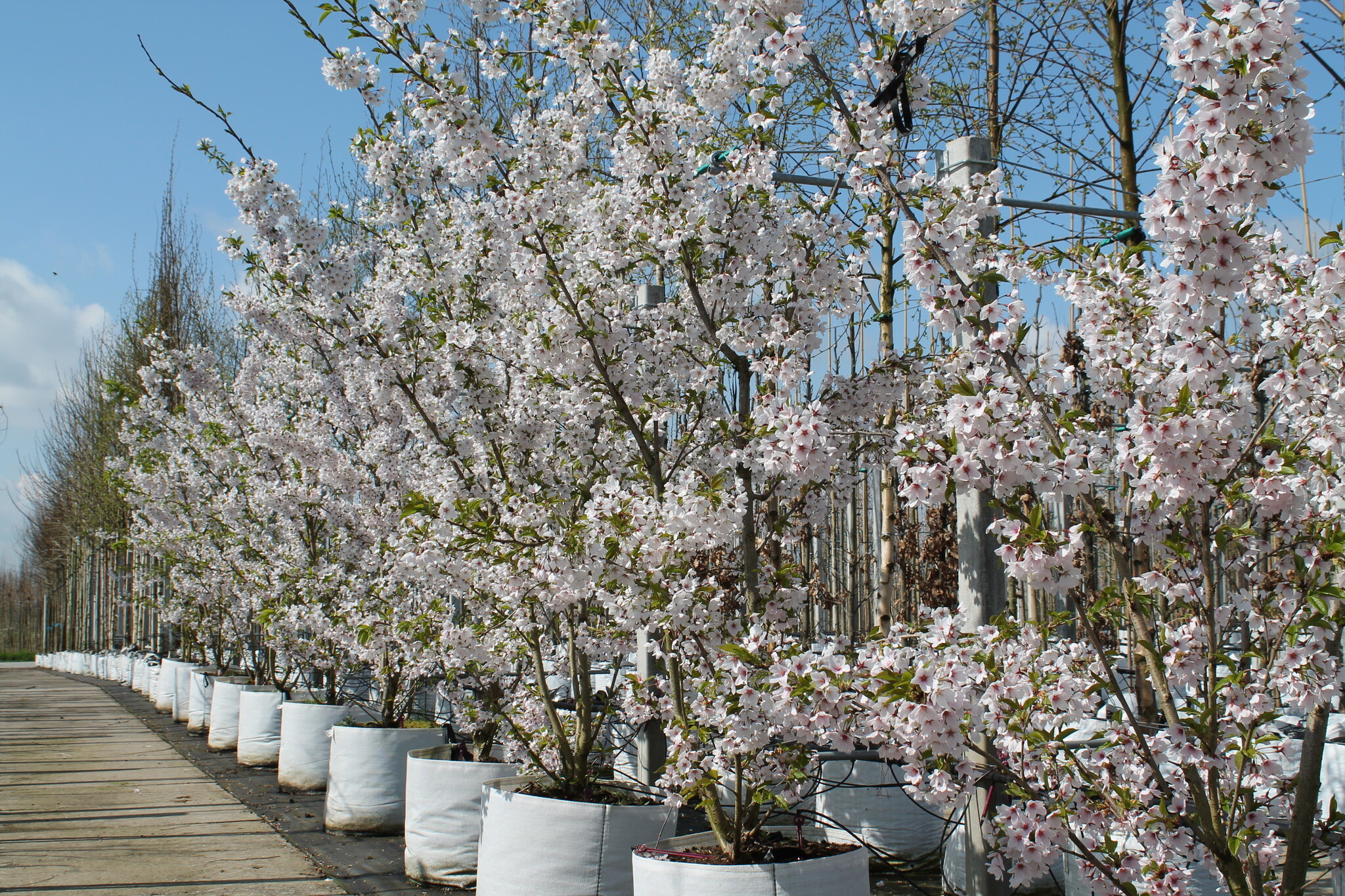 Baum kaufen bis 10 meter Baum kaufen bis 10 meter