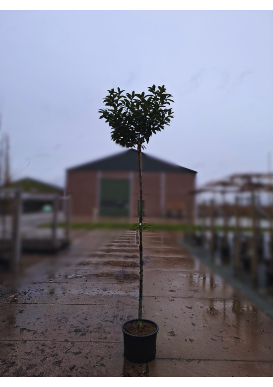 Kugel Lorbeerbaum