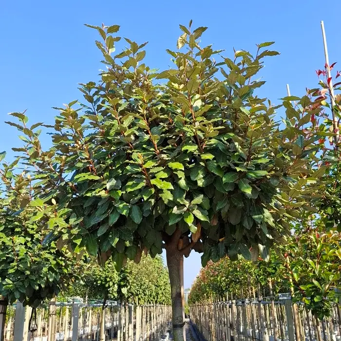 Immergrüne kugelbäume