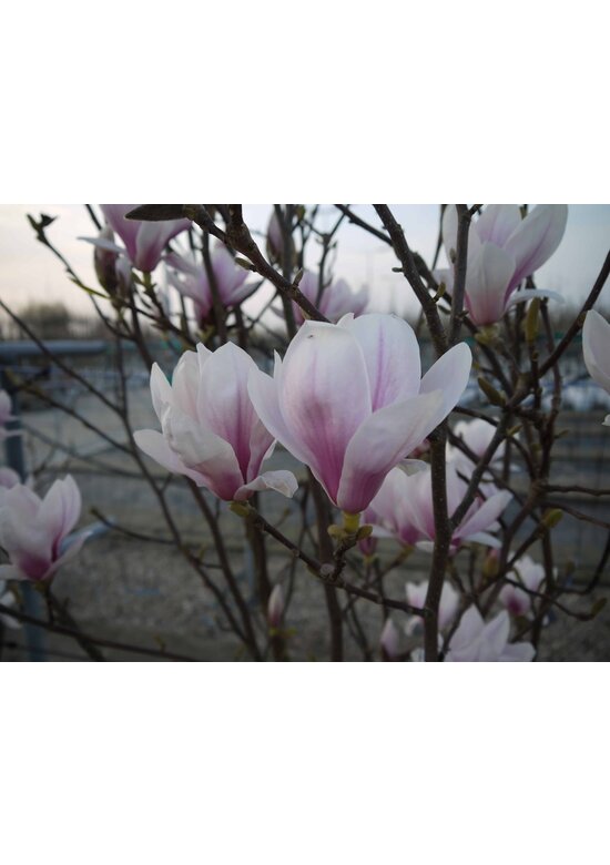 Magnolie 'Heaven Scent' | Magnolia soulangeana 'Heaven Scent'
