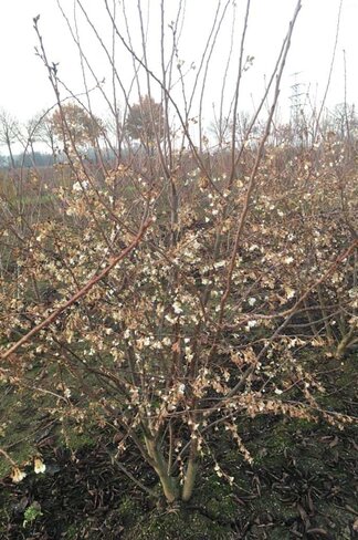 Winterkirsche 'Autumnalis' - Mehrstämmig | Prunus subhirtella 'Autumnalis'