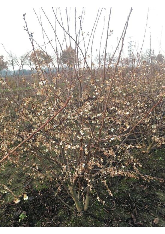 Winterkirsche 'Autumnalis' - Mehrstämmig | Prunus subhirtella 'Autumnalis'