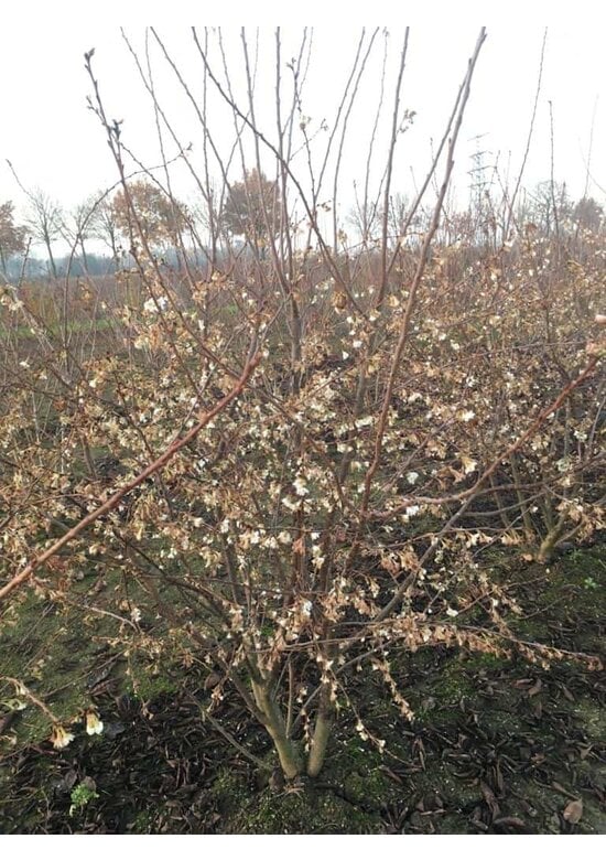 Winterkirsche 'Autumnalis' - Mehrstämmig | Prunus subhirtella 'Autumnalis'
