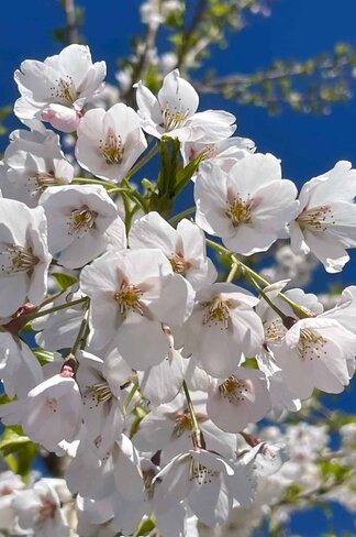 Tokio Kirsche - Mehrstämmig | Prunus yedoensis
