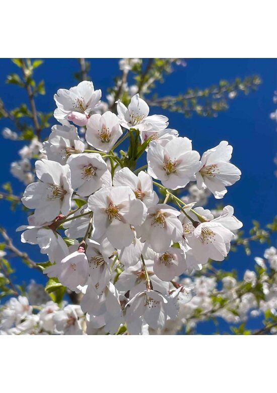 Tokio Kirsche - Mehrstämmig | Prunus yedoensis