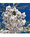 Tokio Kirsche - Mehrstämmig | Prunus yedoensis