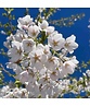 Tokio Kirsche - Mehrstämmig | Prunus yedoensis