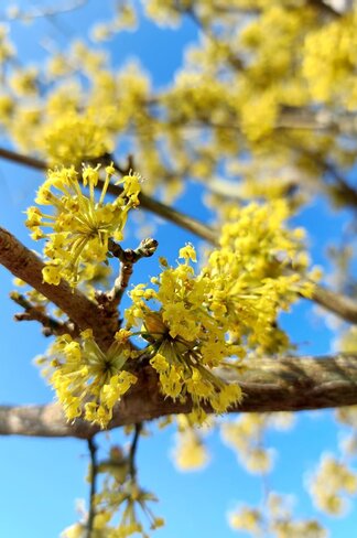 Kornelkirsche 'Golden Glory' | Cornus mas 'Golden Glory' Kornelkirsche 'Golden Glory' | Cornus mas 'Golden Glory'