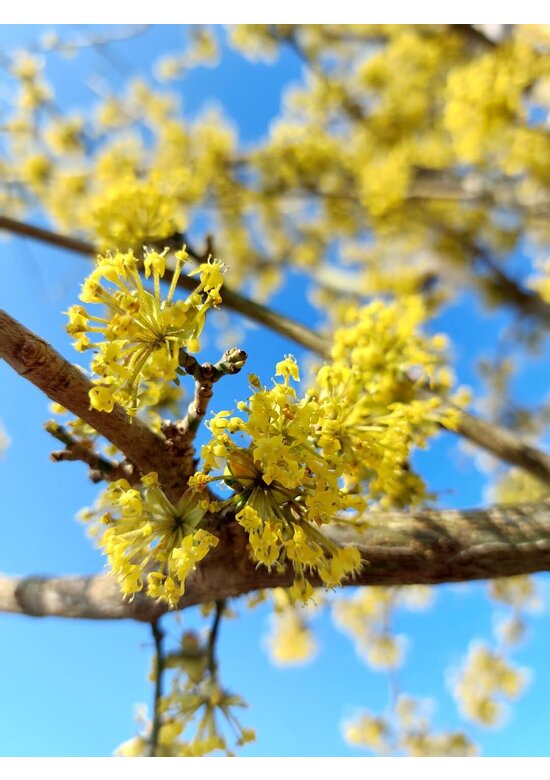 Kornelkirsche 'Golden Glory' | Cornus mas 'Golden Glory' Kornelkirsche 'Golden Glory' | Cornus mas 'Golden Glory'