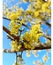 Kornelkirsche 'Golden Glory' | Cornus mas 'Golden Glory'