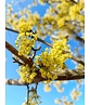 Kornelkirsche 'Golden Glory' | Cornus mas 'Golden Glory' Kornelkirsche 'Golden Glory' | Cornus mas 'Golden Glory'