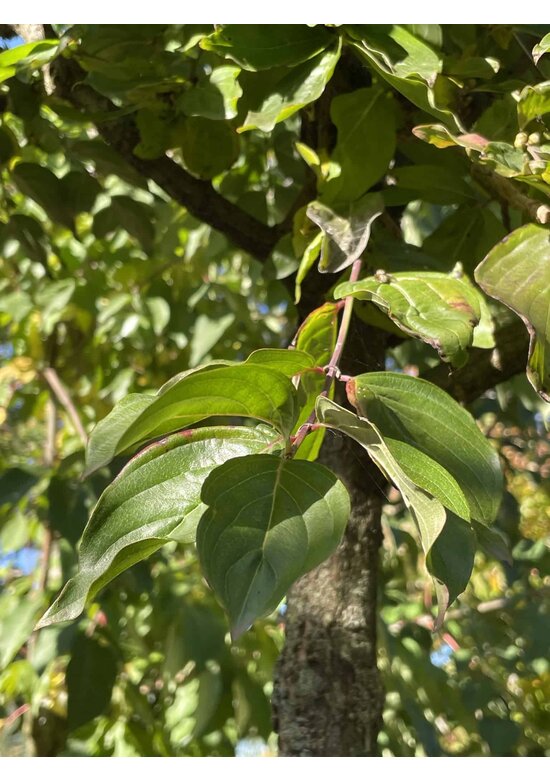 Kornelkirsche 'Golden Glory' | Cornus mas 'Golden Glory'