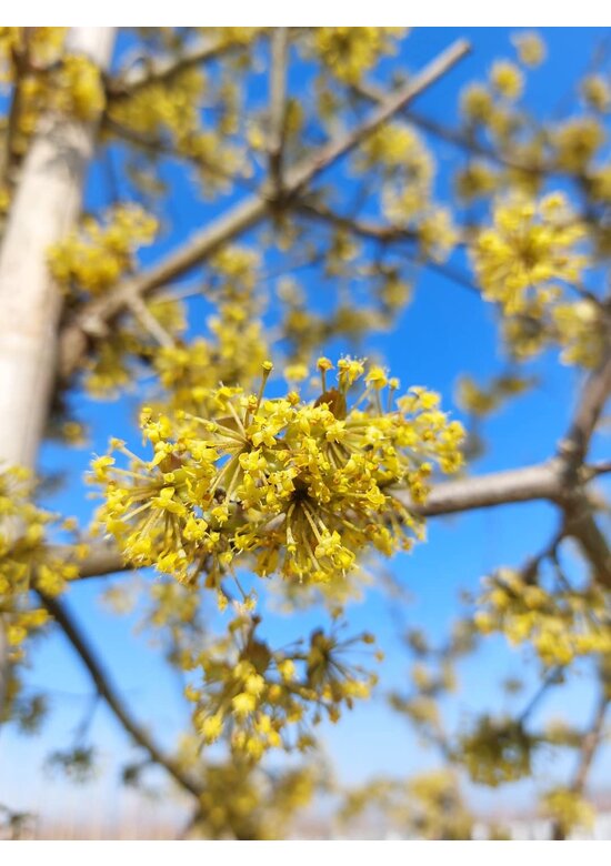 Kornelkirsche 'Golden Glory' | Cornus mas 'Golden Glory' Kornelkirsche 'Golden Glory' | Cornus mas 'Golden Glory'