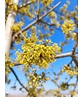 Kornelkirsche 'Golden Glory' | Cornus mas 'Golden Glory' Kornelkirsche 'Golden Glory' | Cornus mas 'Golden Glory'