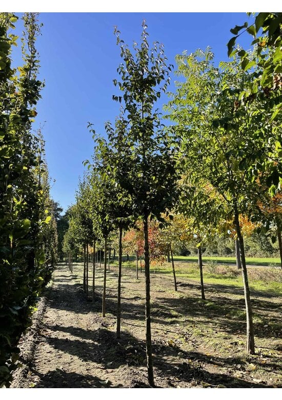 Kornelkirsche 'Golden Glory' | Cornus mas 'Golden Glory'