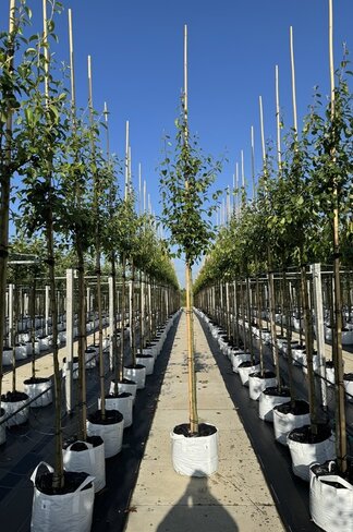 Birnenbaum 'Saint Remy' | Pyrus communis ‘Saint Remy’